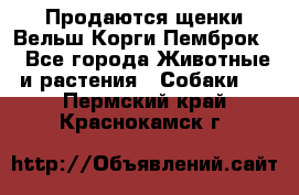 Продаются щенки Вельш Корги Пемброк  - Все города Животные и растения » Собаки   . Пермский край,Краснокамск г.